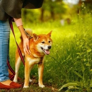 dog on walk