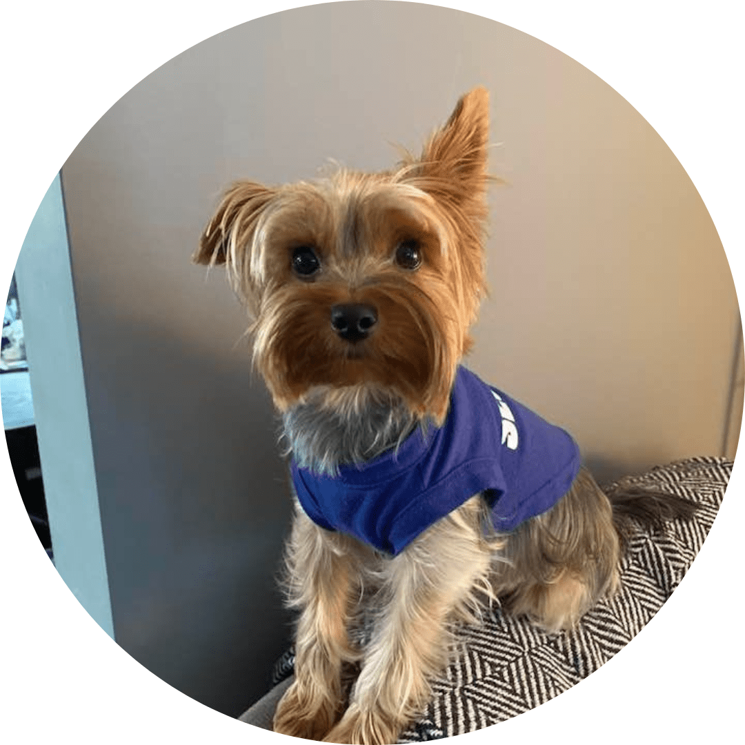 A small dog wearing a blue bandana sitting on top of a bed.