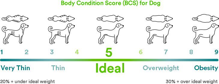Dog chart from what is skinny to ideal to obese dog weight