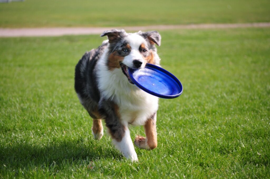 A collie dog running with a Frisbee in its mouth