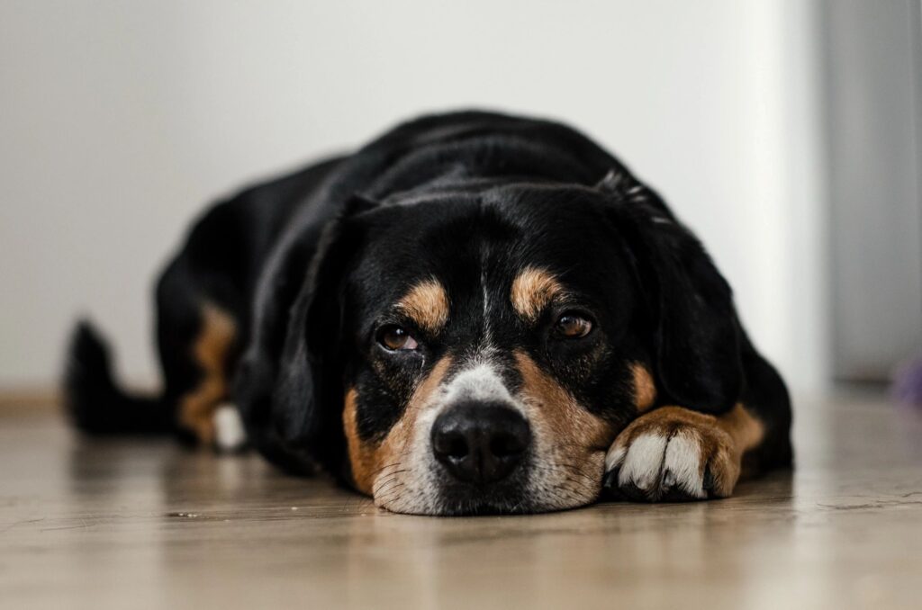 A dog lying down facing forward with sad puppy dog eyes