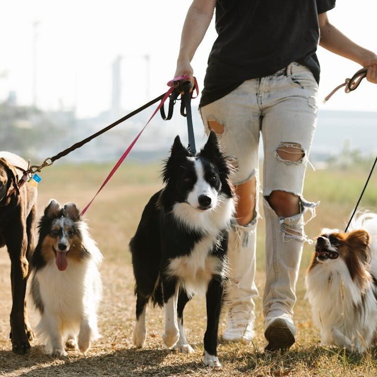 person-walking-dogs