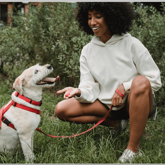A woman crouched next to a yellow lab who is wearing a harness and leash
