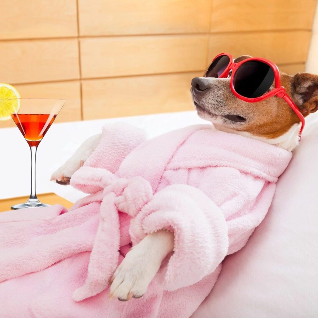 dog relaxing in a towel with a drink and sun glasses on